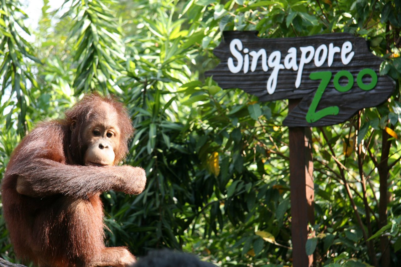 Сингапурский зоопарк 